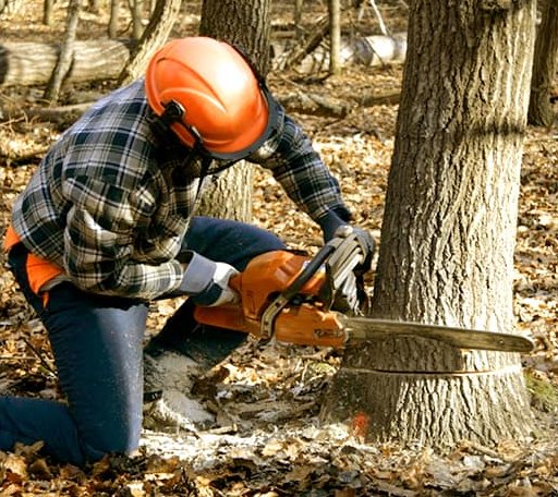 Tree Removal in Kincaid, IL